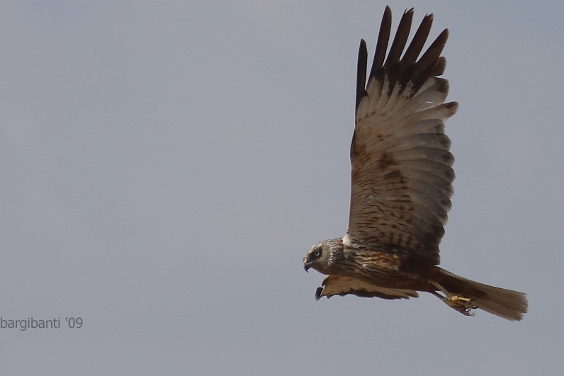 Western Marsh Harrier