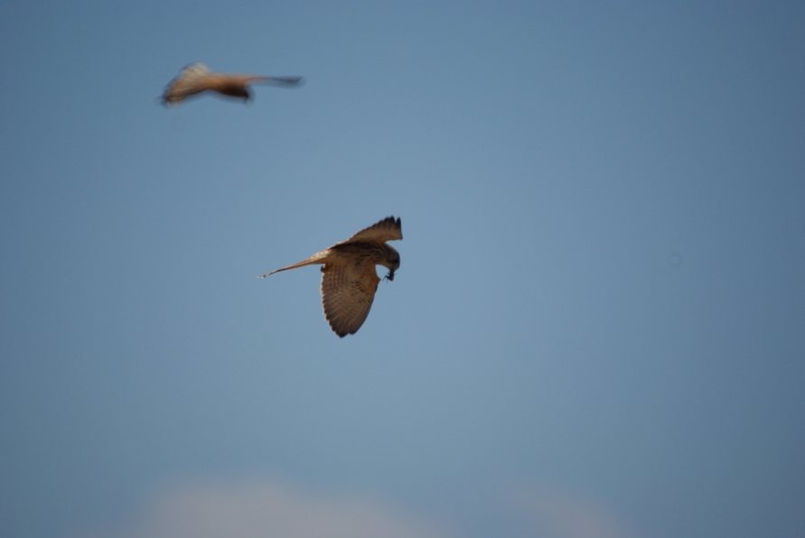Common Kestrel