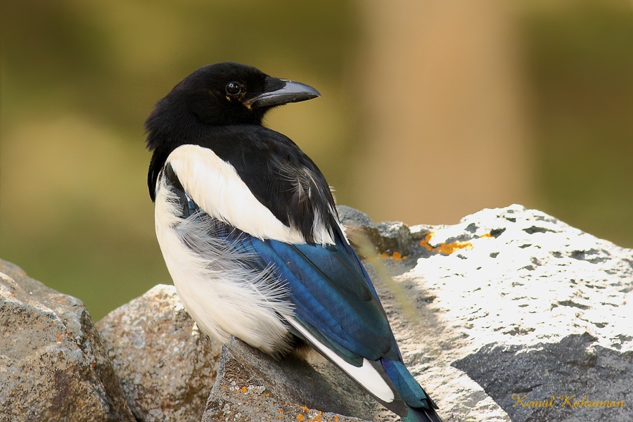 Eurasian Magpie