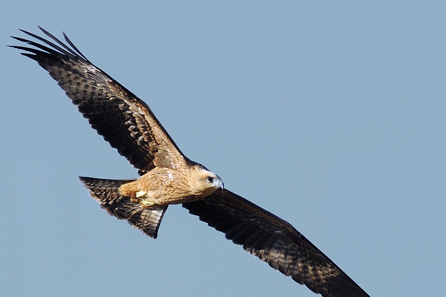 Black Kite