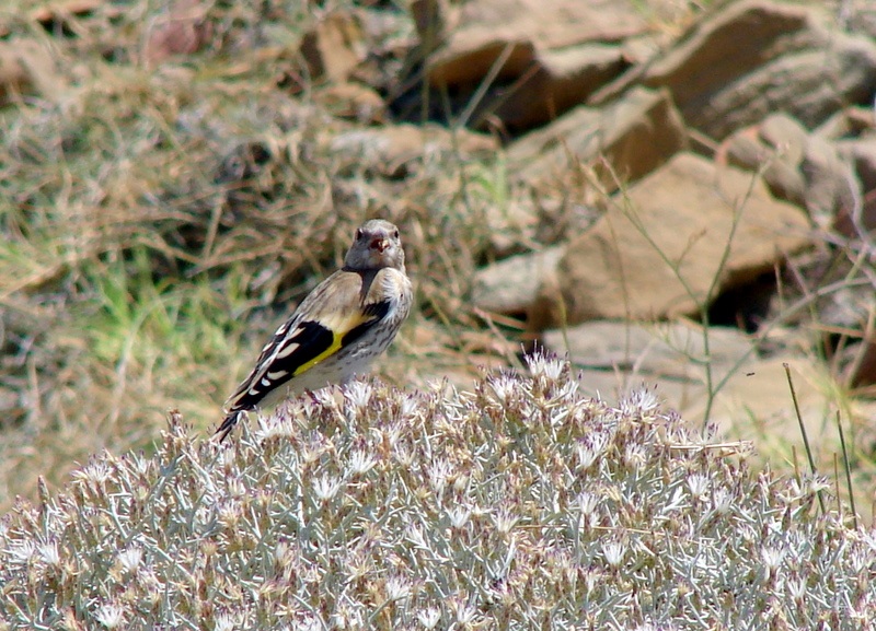 European Goldfinch
