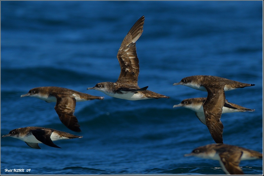 Yelkouan Shearwater