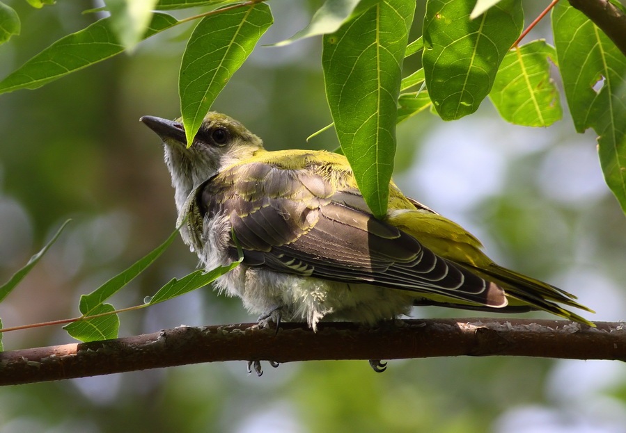 Eurasian Golden Oriole