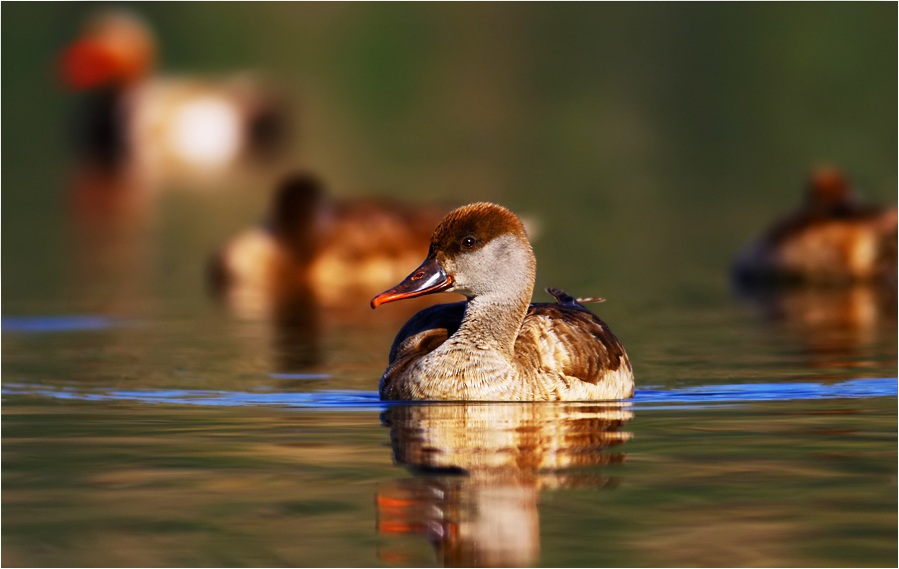 Red-crested Pochard