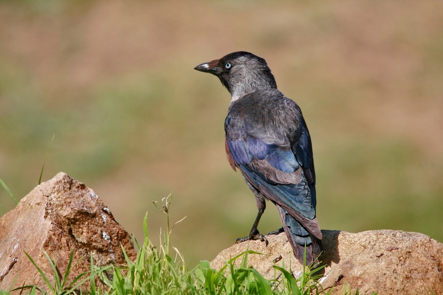 Western Jackdaw
