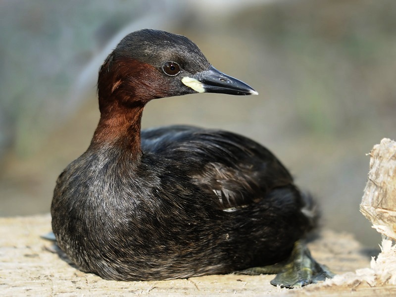 Little Grebe