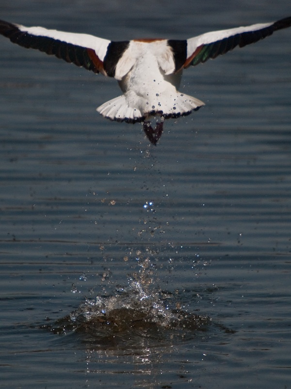 Common Shelduck