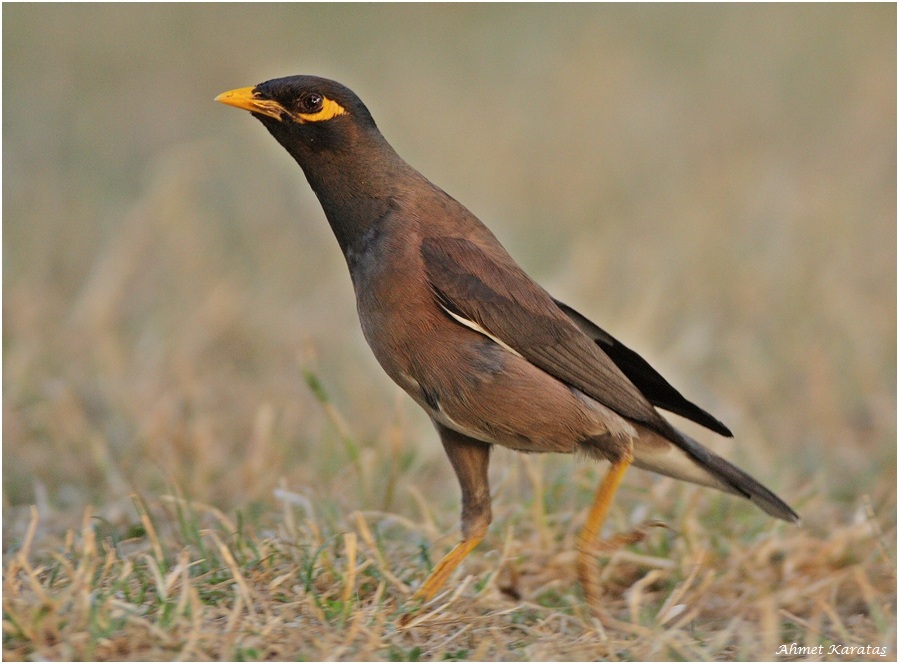 Common Myna