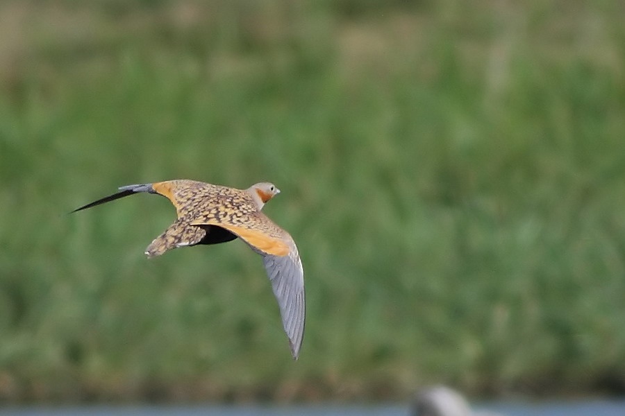 Black-bellied Sandgrouse