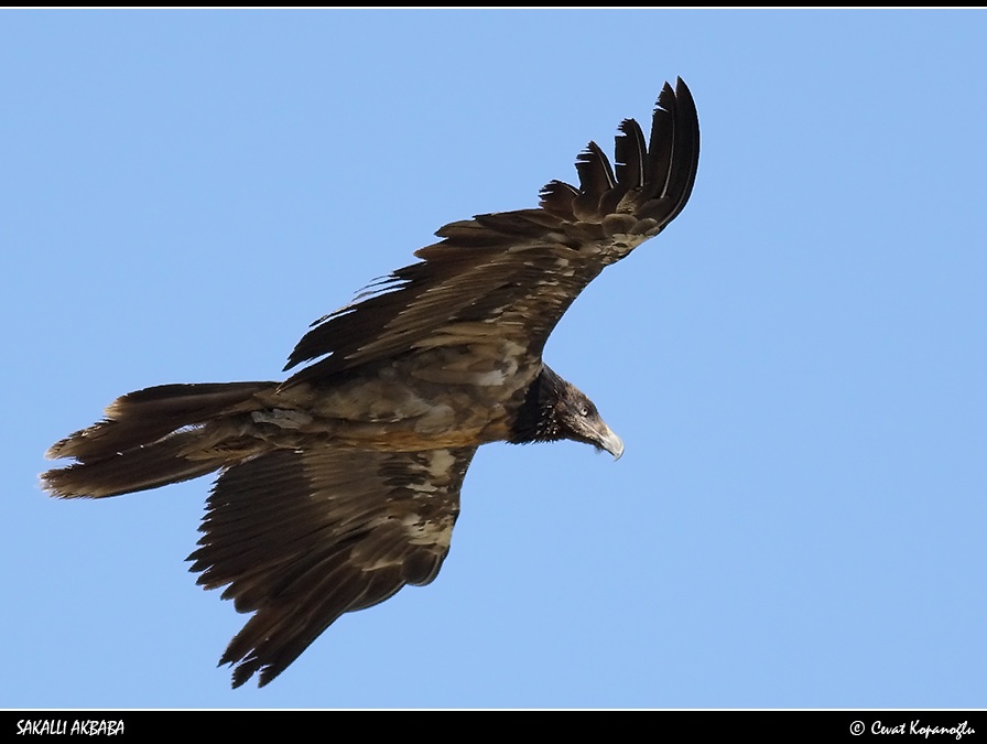 Bearded Vulture