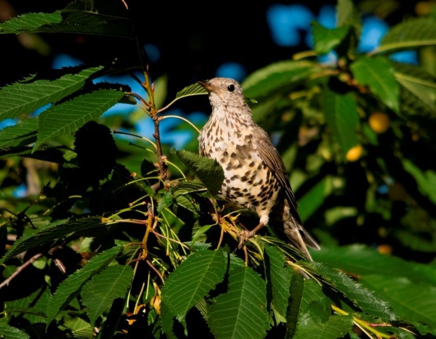 Mistle Thrush