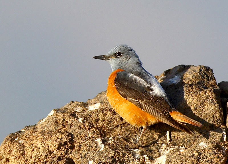Common Rock Thrush