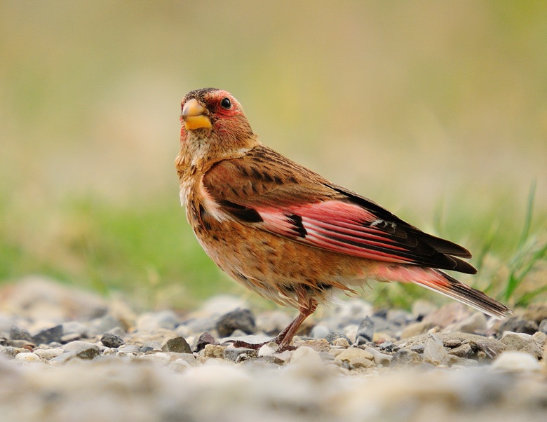 Crimson-winged Finch