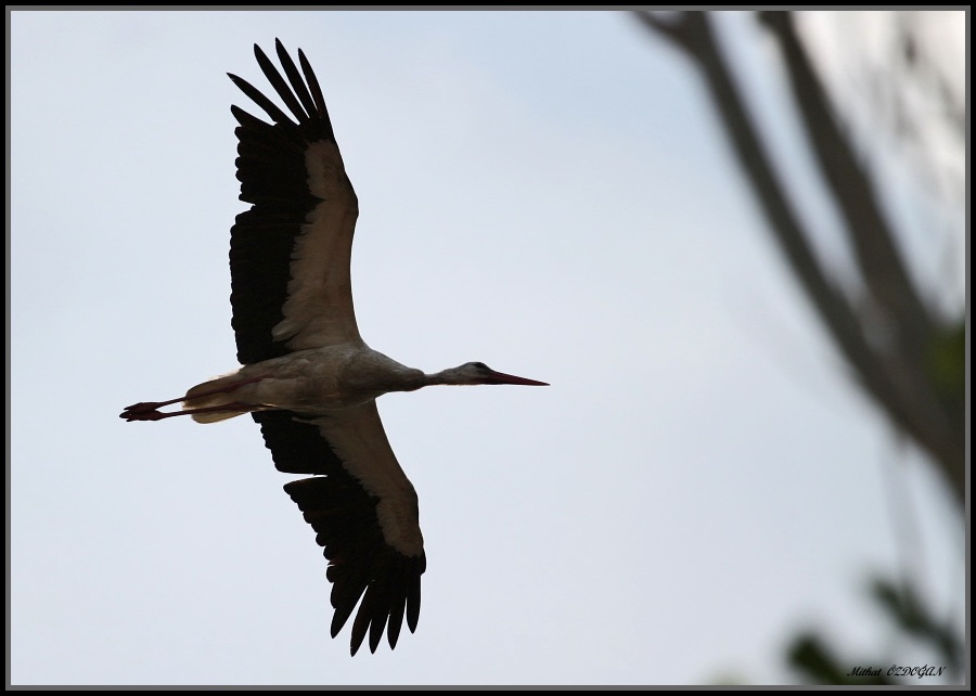 White Stork