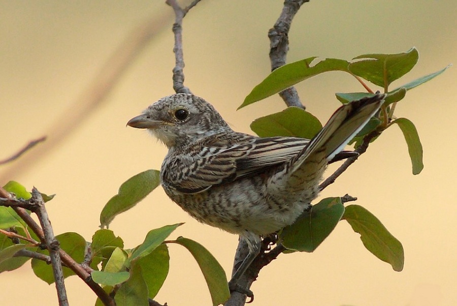 Masked Shrike