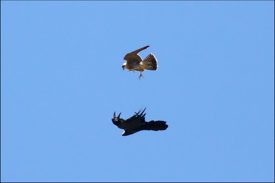 Northern Raven