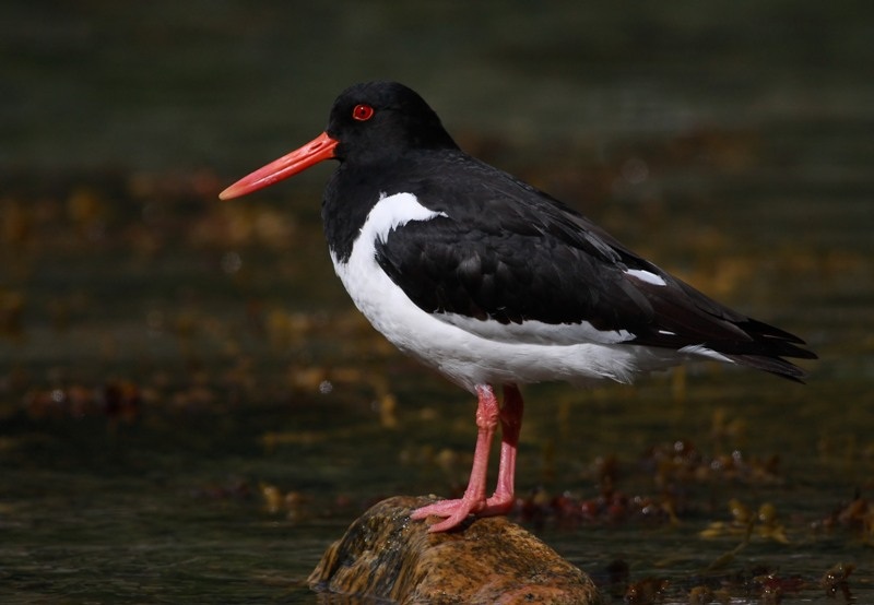 Eurasian Oystercatcher