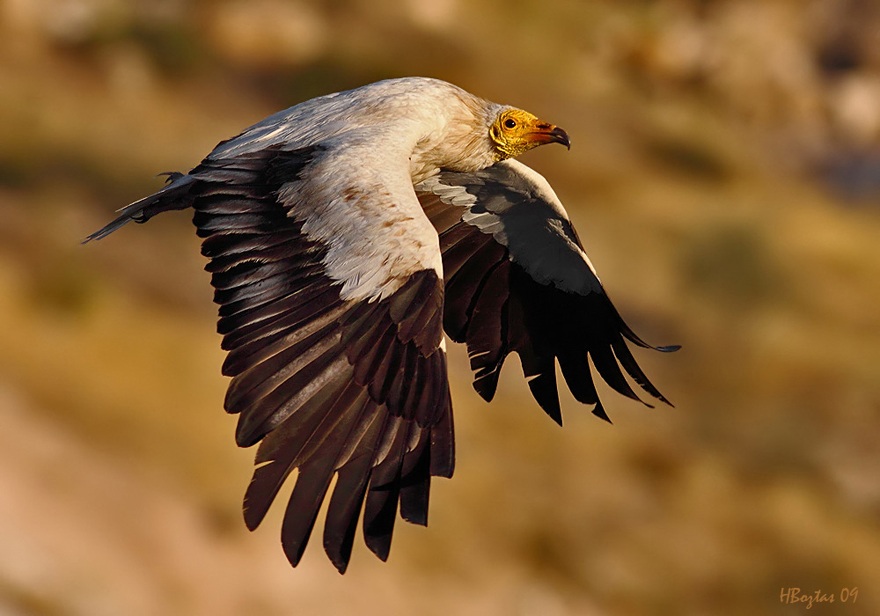 Egyptian Vulture