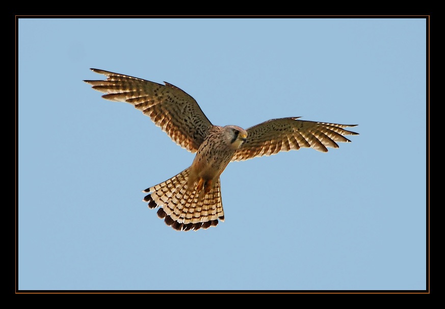 Common Kestrel