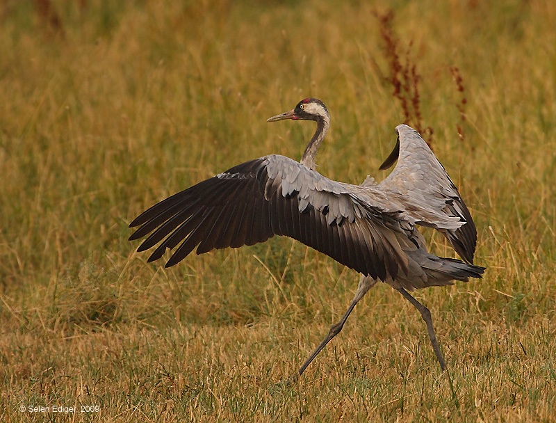 Common Crane