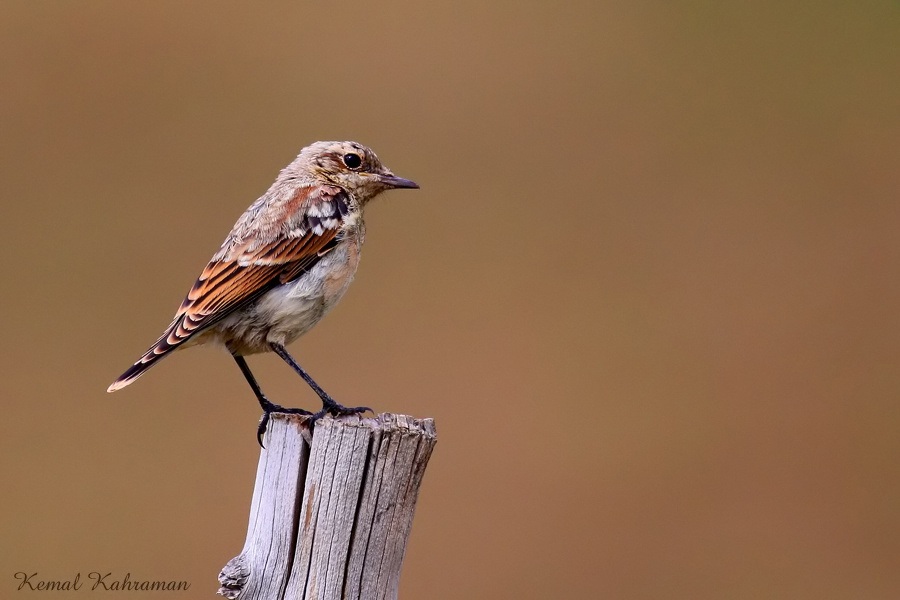 Northern Wheatear