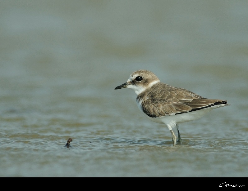 Kentish Plover