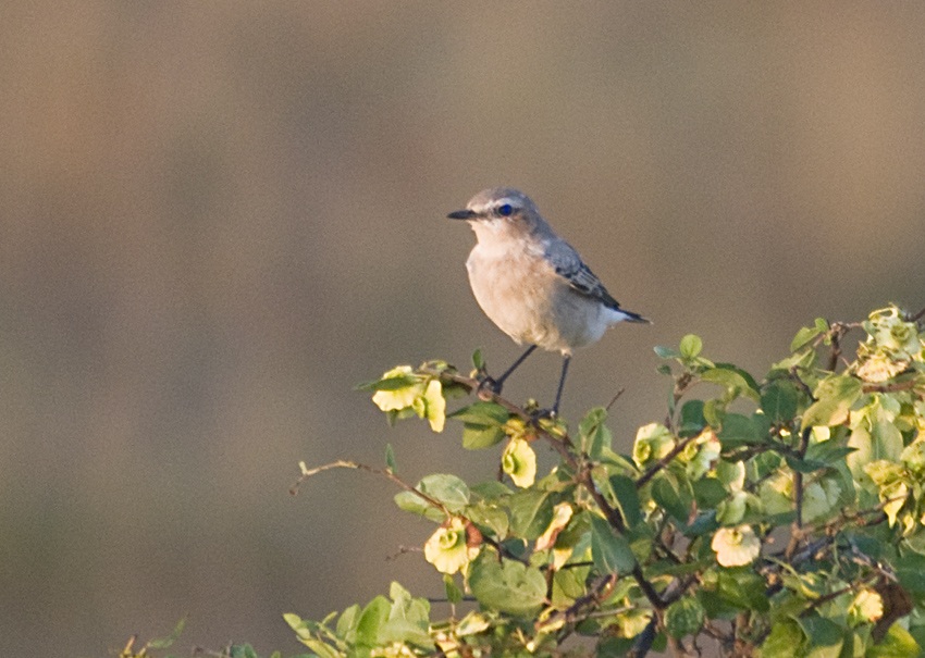 Northern Wheatear