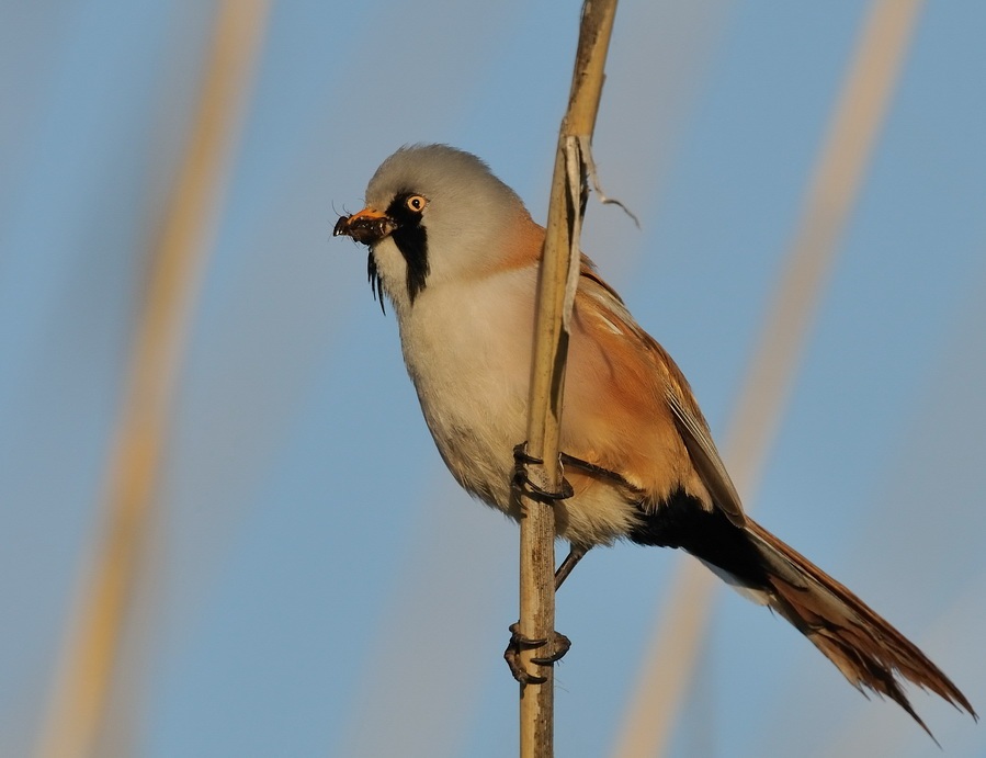 Bearded Reedling