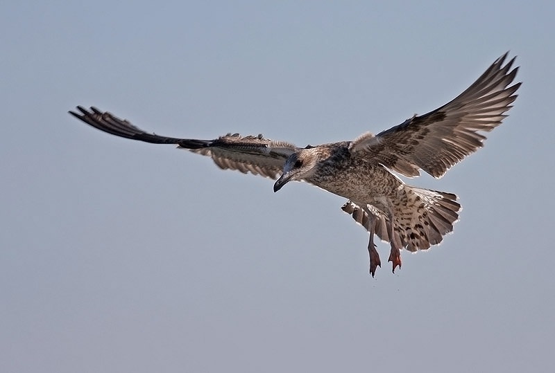 Audouin`s Gull