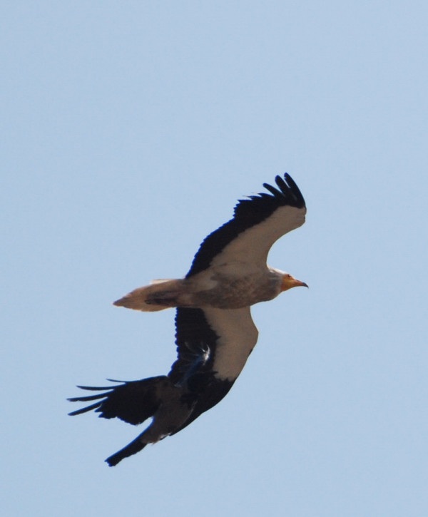 Egyptian Vulture