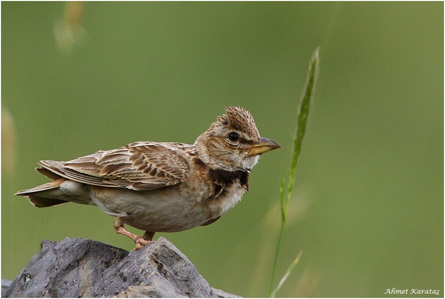 Bimaculated Lark