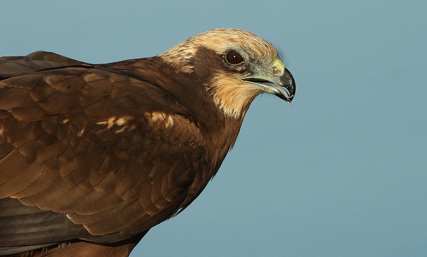 Western Marsh Harrier
