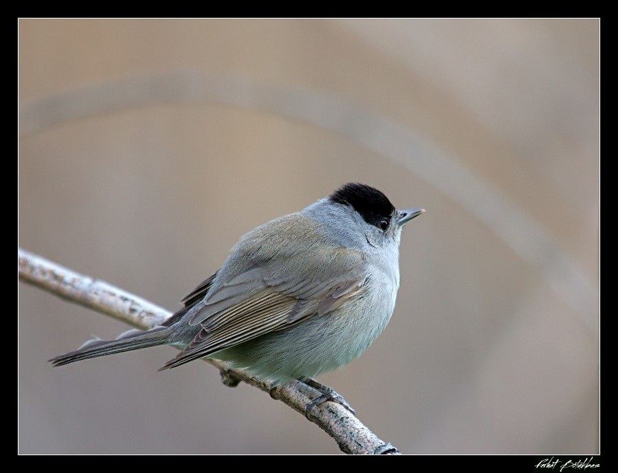 Eurasian Blackcap