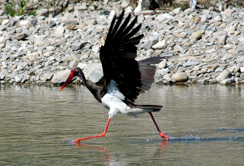 Black Stork