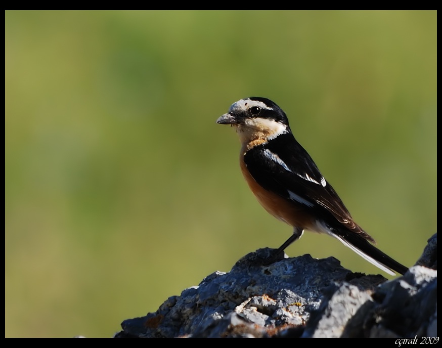 Masked Shrike
