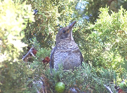 Common Blackbird