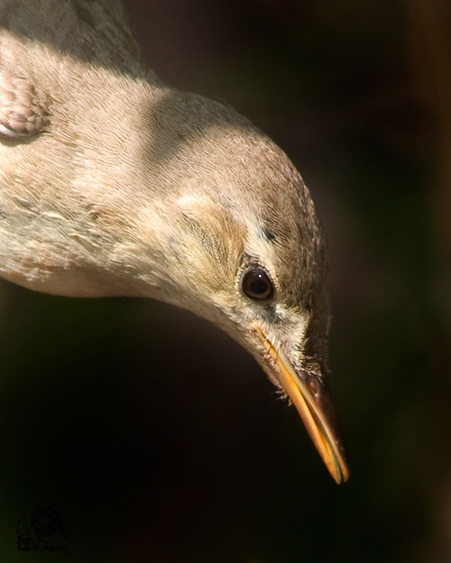 Eastern Olivaceous Warbler