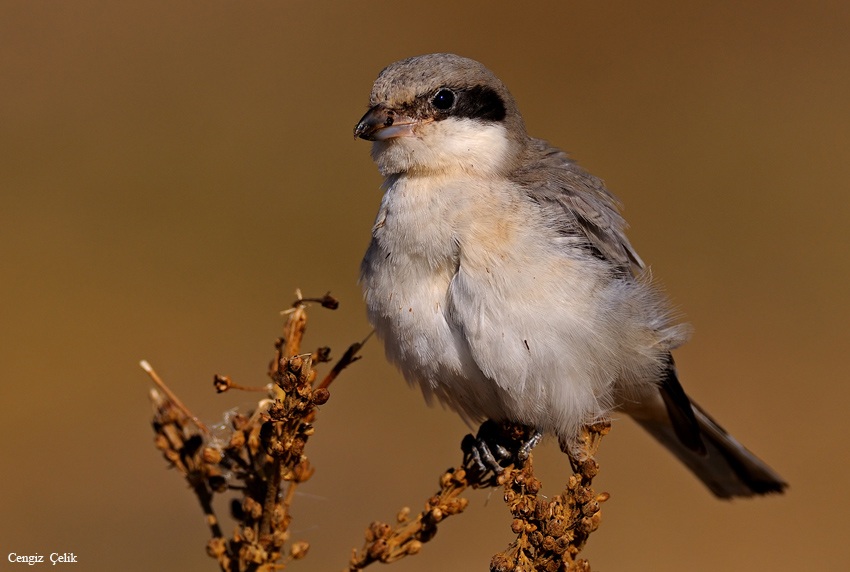 Lesser Grey Shrike