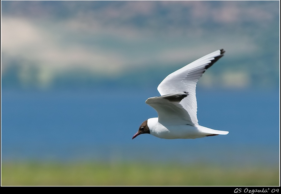 Black-headed Gull