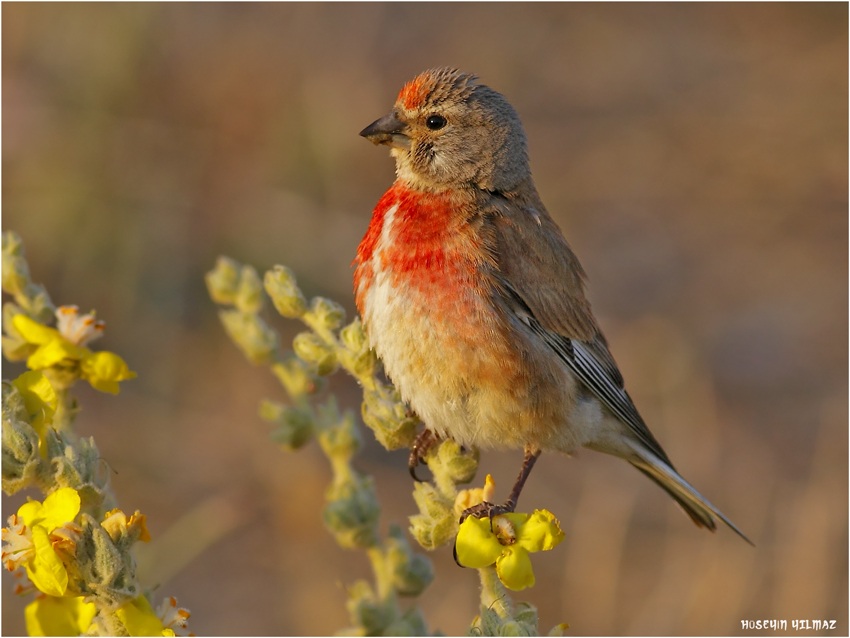 Common Linnet
