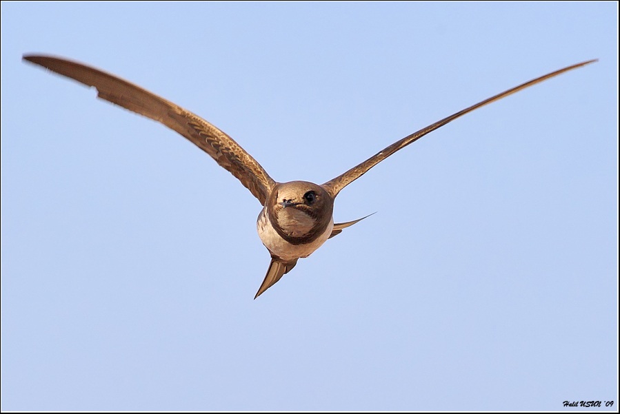 Alpine Swift