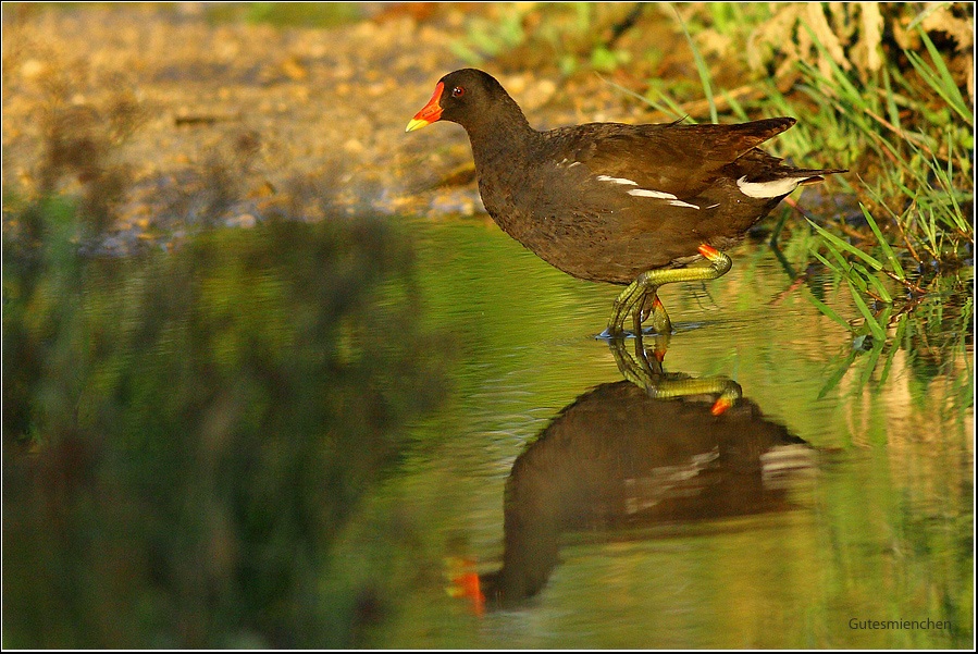 Common Moorhen