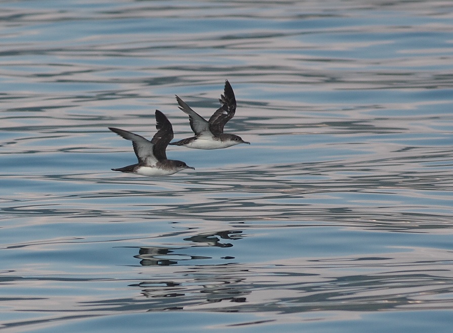 Yelkouan Shearwater
