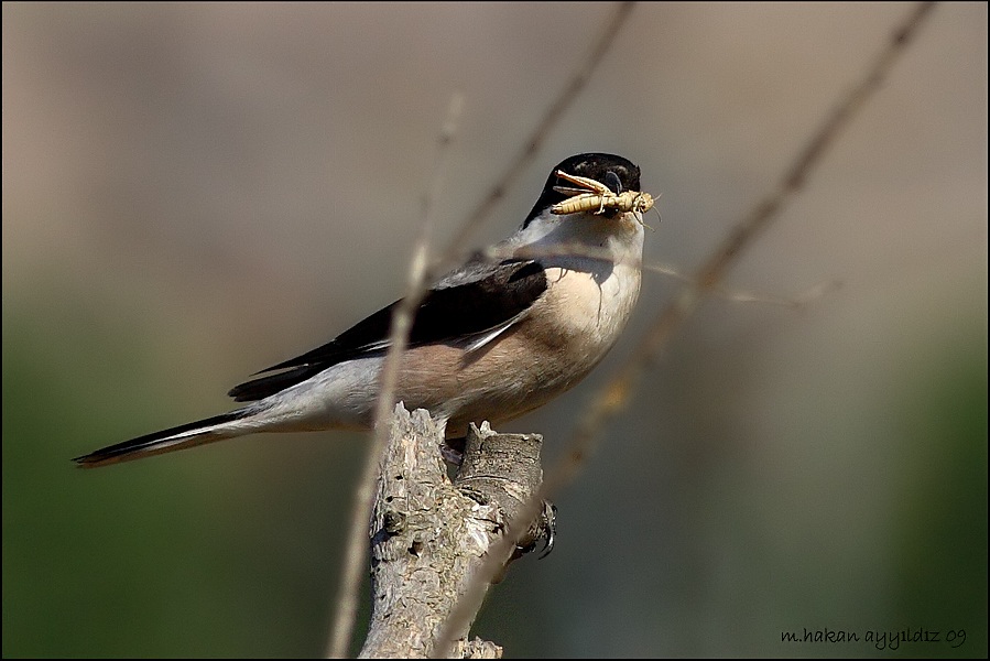 Lesser Grey Shrike