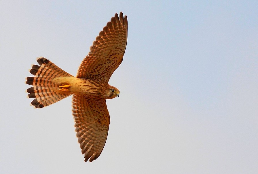 Common Kestrel