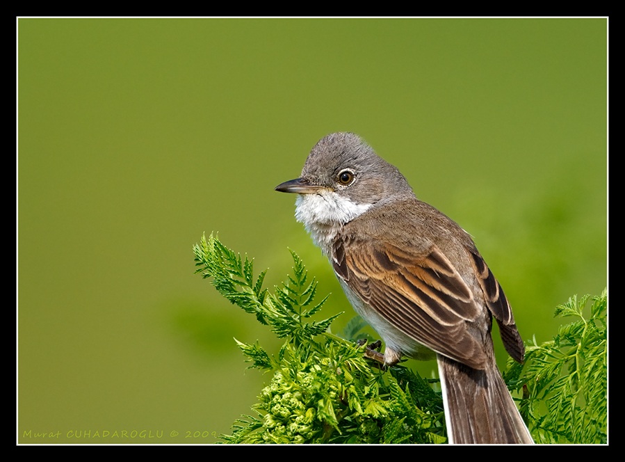 Common Whitethroat