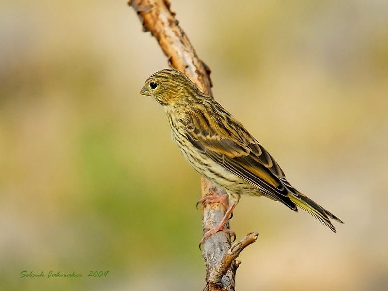 European Serin