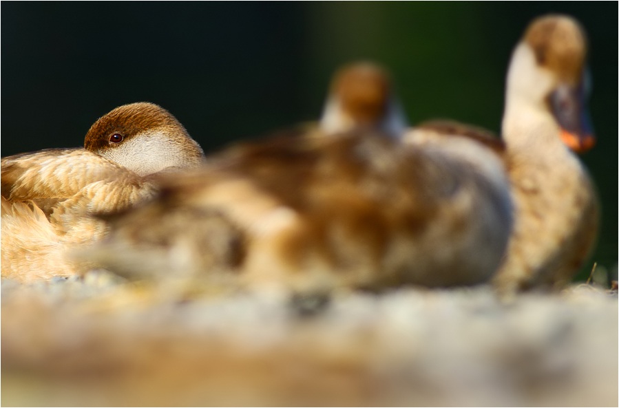 Red-crested Pochard