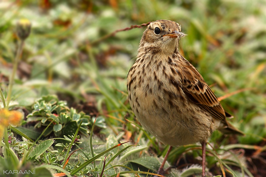 Tree Pipit