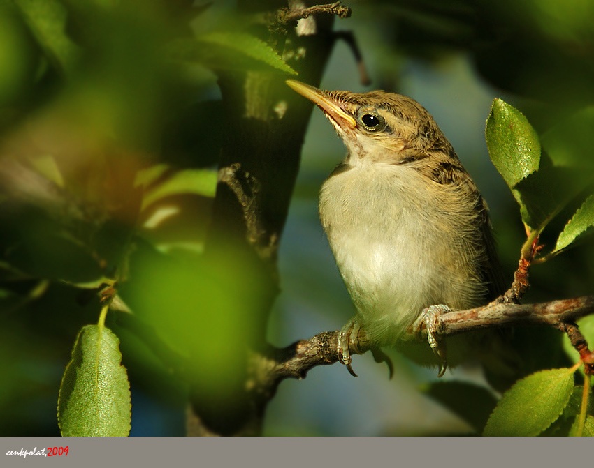 Eastern Olivaceous Warbler
